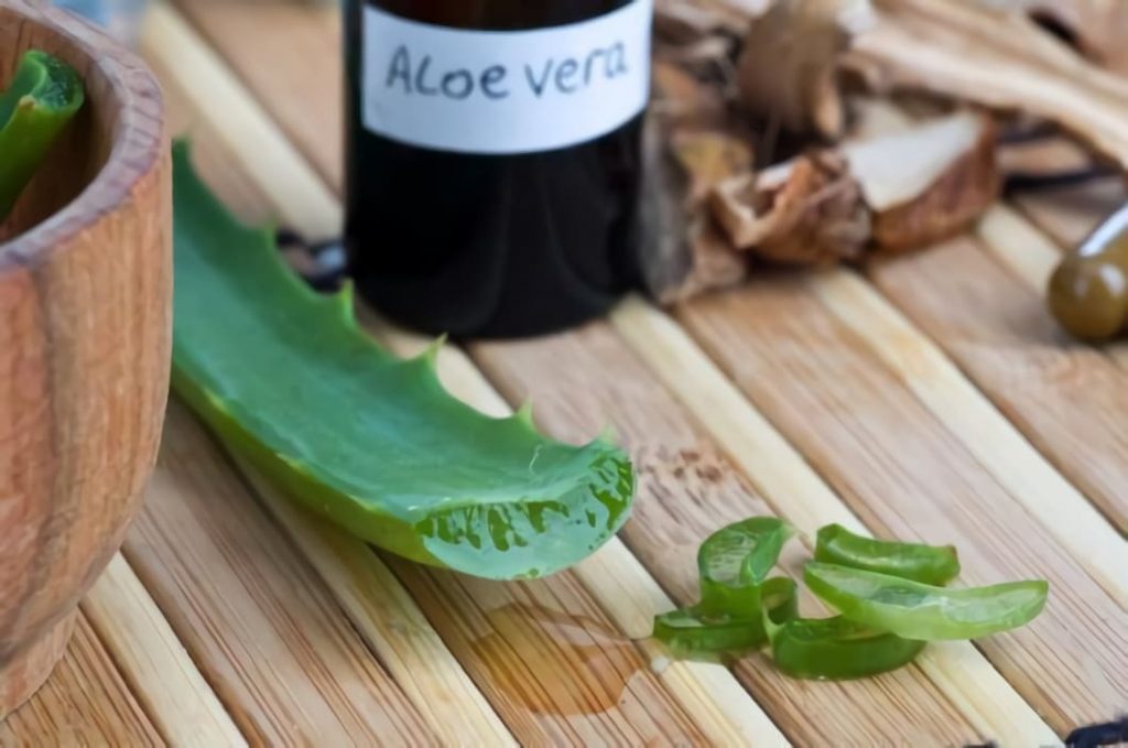 Aloe Vera är en populär växt som har en lång historia av medicinskt användande